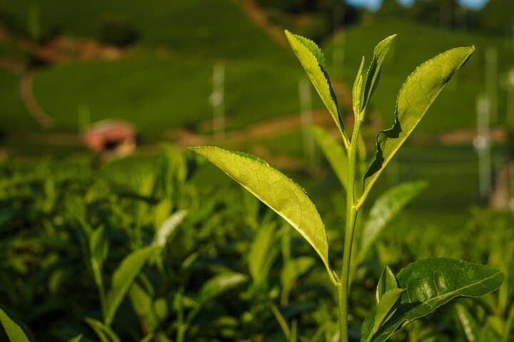 Scenic Green Tea Fields of Hidden Kyoto & Local Tea Exp (Private) — photo 5