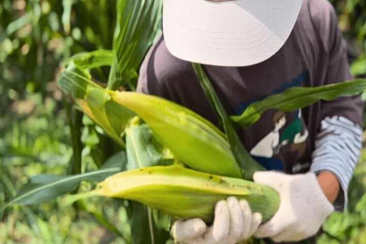 Toyota Green Life Experience Seasonal Farm with Farmers in Inabu — photo 2