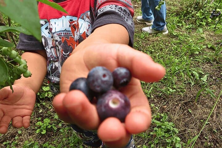 Toyota Green Life Experience Seasonal Farm with Farmers in Inabu — photo 4