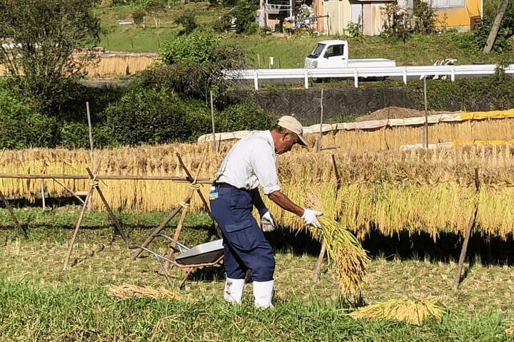 Toyota Green Life Experience Seasonal Farm with Farmers in Inabu — photo 5