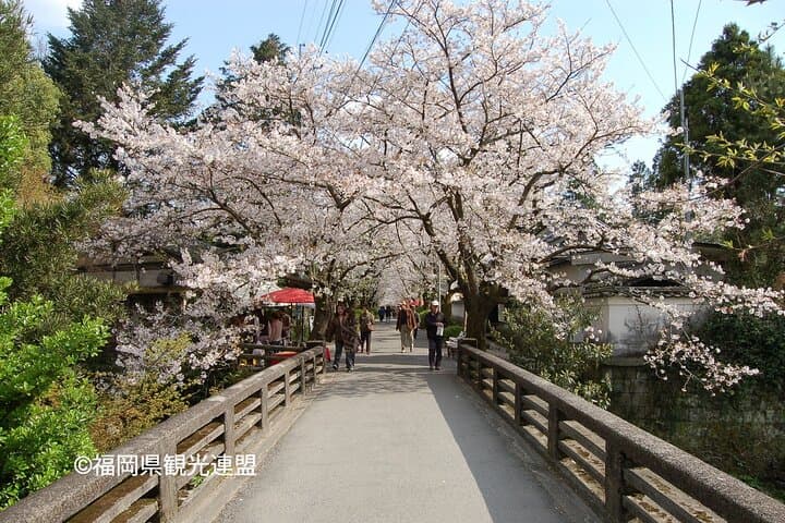 YokaBus Kirin Beer Fukuoka, Akizuki Castle and Hikosan Slopecar — photo 3