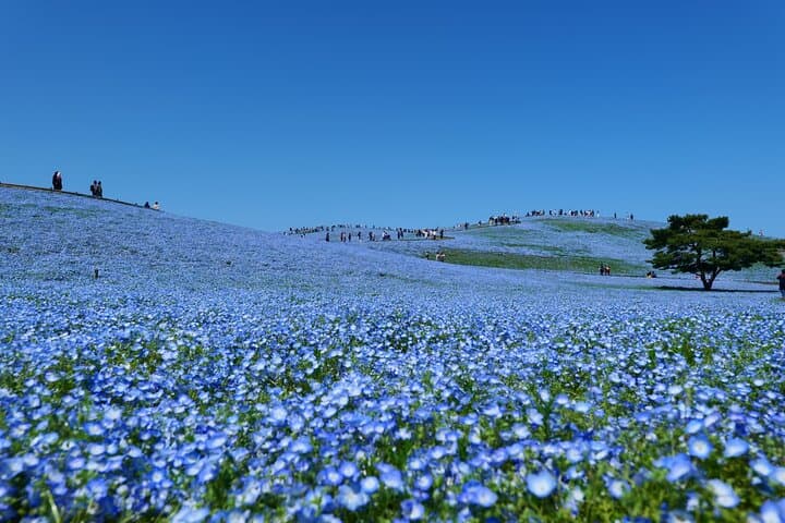 Tokyo to Hitachi Seaside Park Private Day Trip by Car — photo 2