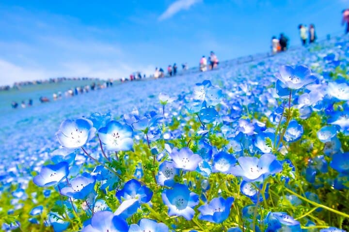 Tokyo to Hitachi Seaside Park Private Day Trip by Car — photo 1