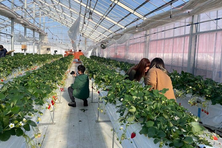 Winter Strawberry Picking & Tasting Experience (Near Sapporo) — photo 2