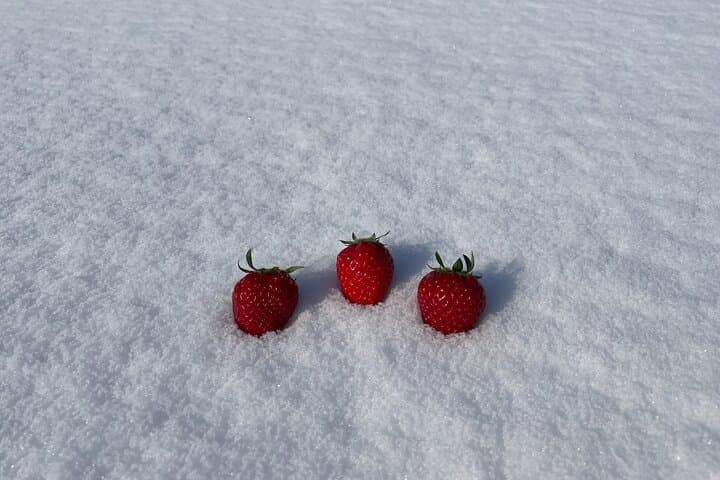 Winter Strawberry Picking & Tasting Experience (Near Sapporo) — photo 3