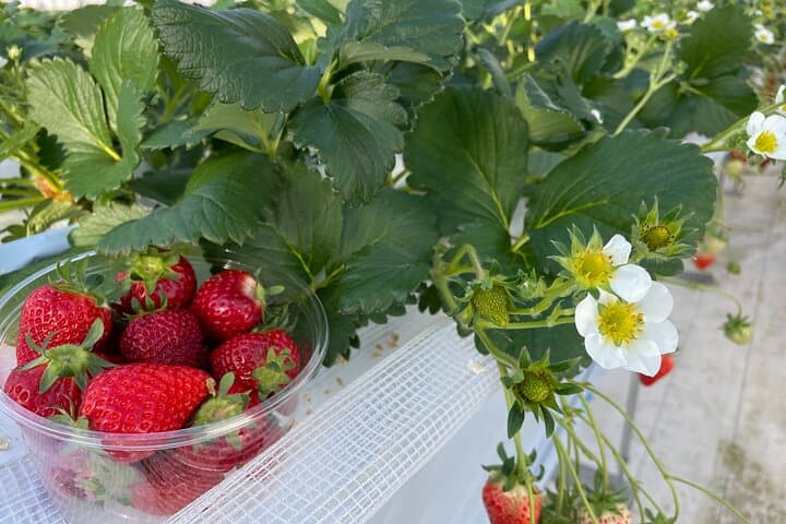 Winter Strawberry Picking & Tasting Experience (Near Sapporo) — photo 4