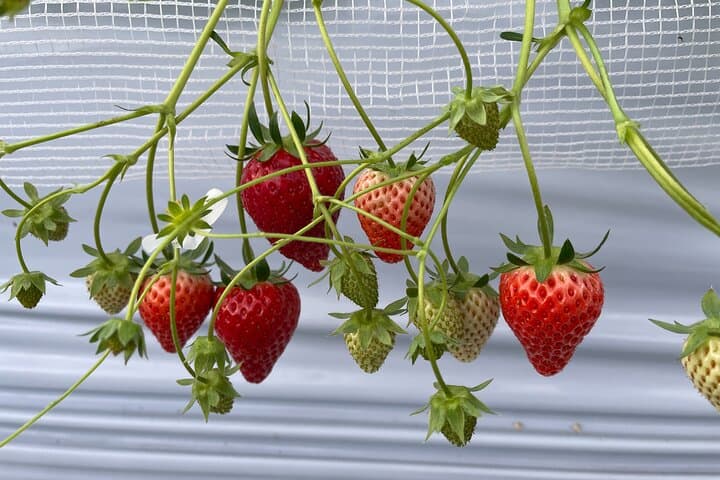 Winter Strawberry Picking & Tasting Experience (Near Sapporo) — photo 5