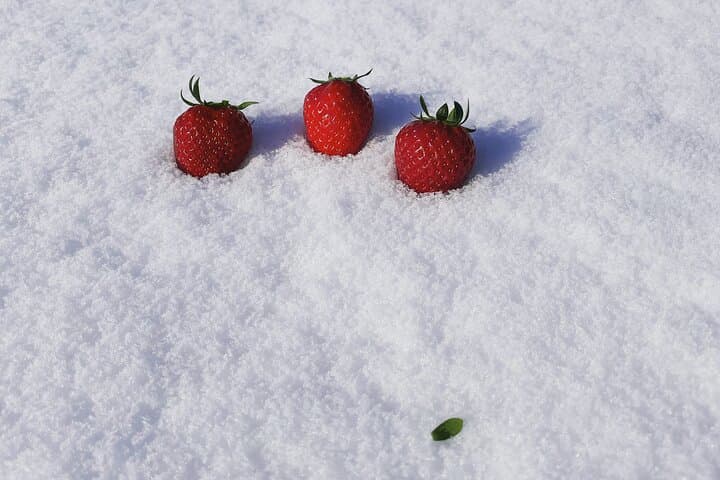 Winter Strawberry Picking & Tasting Experience (Near Sapporo) — photo 6