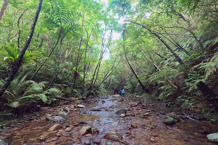 Okinawa Jungle Trails & Waterfalls – Private Yanbaru Tour — photo 4