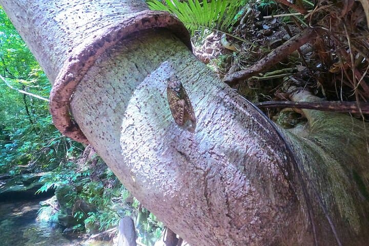 Okinawa Jungle Trails & Waterfalls – Private Yanbaru Tour — photo 5