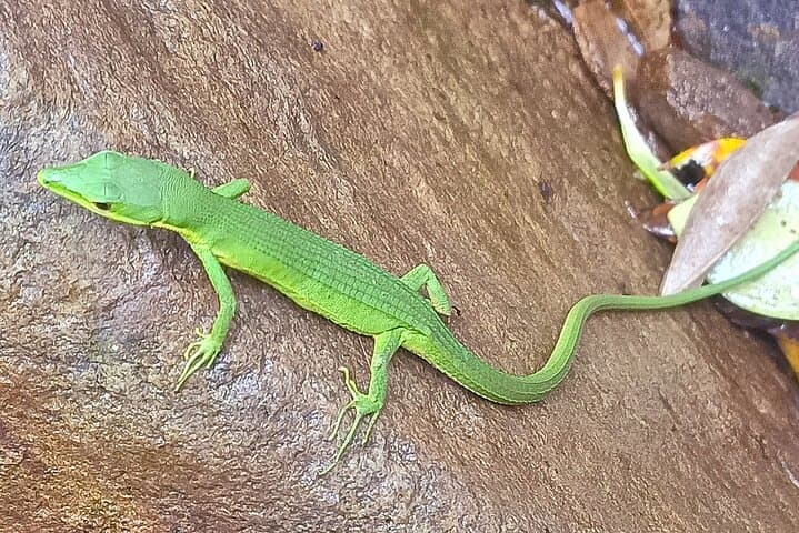 Okinawa Jungle Trails & Waterfalls – Private Yanbaru Tour — photo 7