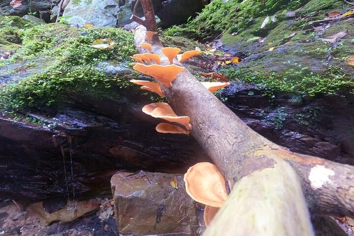 Okinawa Jungle Trails & Waterfalls – Private Yanbaru Tour — photo 3