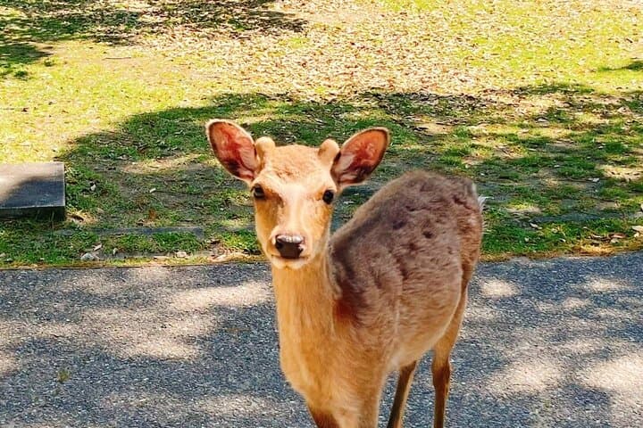 Nara Park and Fushimi Inari Exclusive Day Trip — photo 3