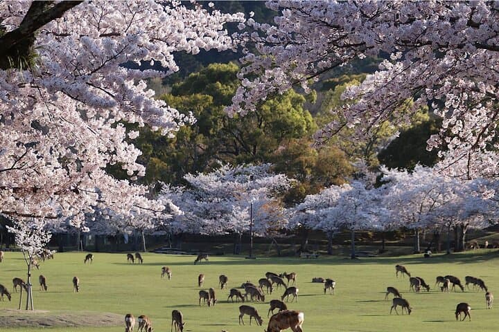 Nara Park and Fushimi Inari Exclusive Day Trip — photo 8