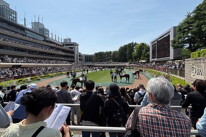 Horse Racing Tour with Local Fans in Nakayama Racecourse — photo 12