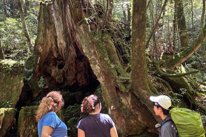 1 Day Shiratani Unsuikyo Adventure — photo 4