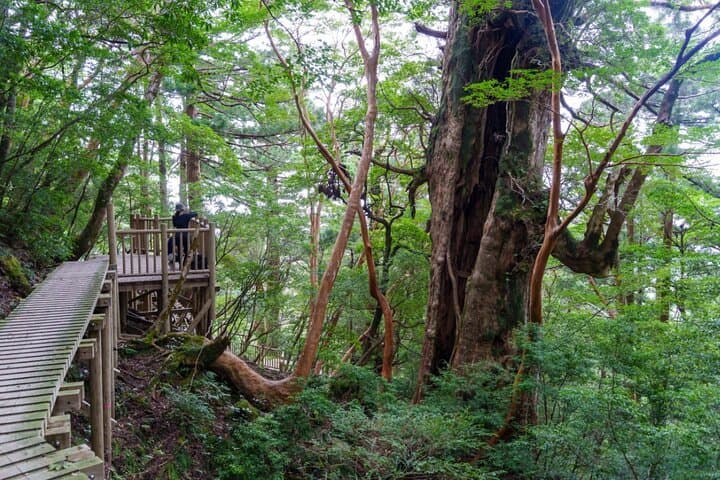1 Day Jomon cedar Adventure — photo 6