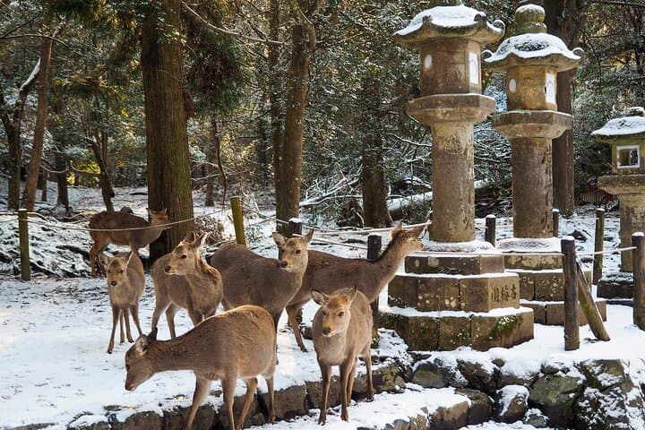 Best of Kyoto and Nara Highlights Day Tour from Osaka (7~9 spots) — photo 18