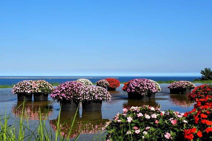 Tokyo to Hitachi Seaside Park Private Day Trip by Car — photo 4