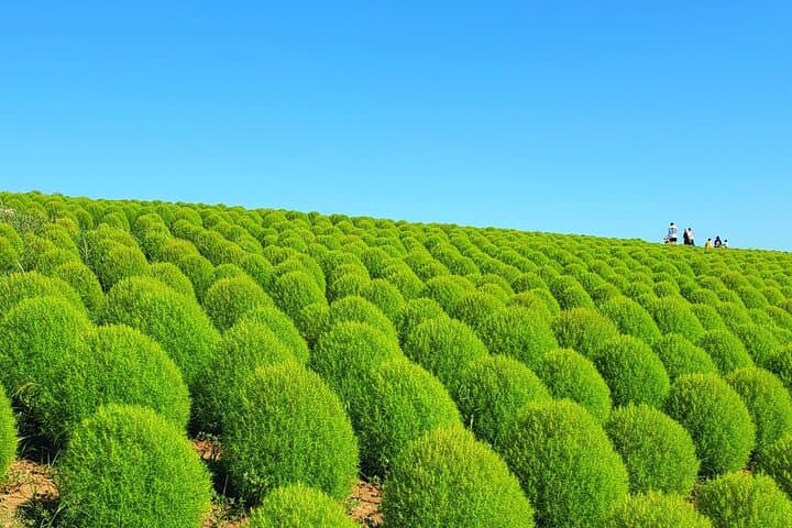 Tokyo to Hitachi Seaside Park Private Day Trip by Car — photo 5