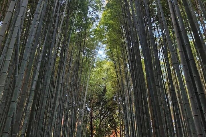 Kyoto Day Trip from Tokyo by Bullet Train Private Guided Tour — photo 10
