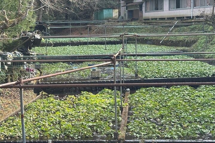 Mt Fuji Views Tour by Bullet Train Hokusai Train and Wasabi Farm — photo 19