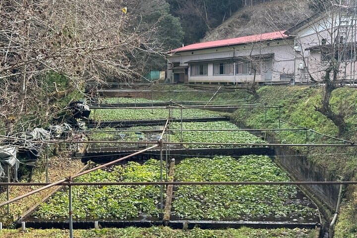 Mt Fuji Views Tour by Bullet Train Hokusai Train and Wasabi Farm — photo 4