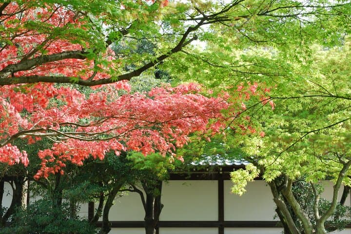 Nijo Castle and Garden 2 Hour Guided Experience in Kyoto — photo 5