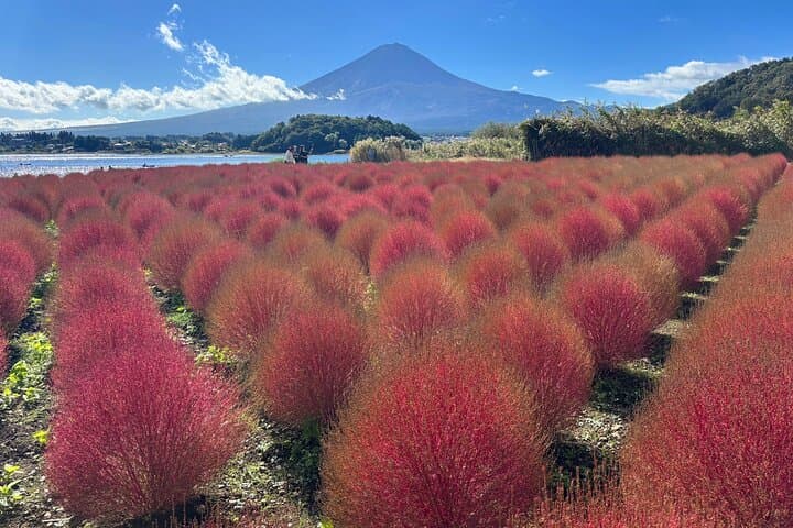 Spectacular Mt. Fuji and Lake Cruise, Noodles Making Experience — photo 8
