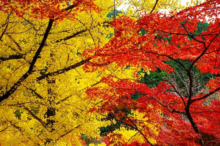 Toyota Green Life Experience Autumn Leaves, Gohei Mochi in Inabu — photo 6