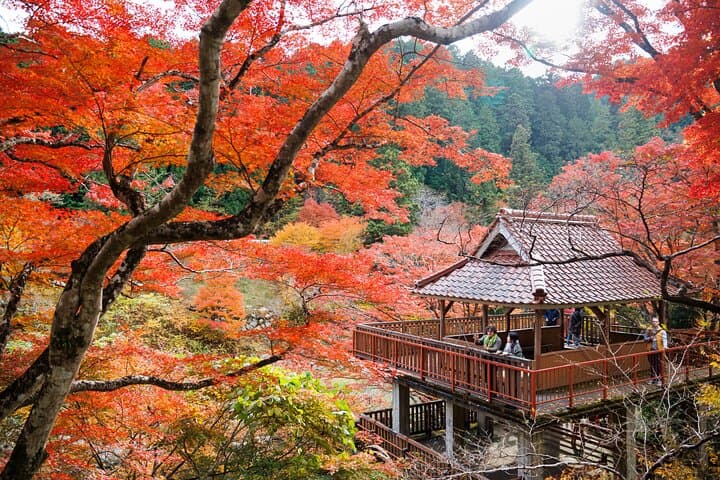 Toyota Green Life Experience Autumn Leaves, Gohei Mochi in Inabu