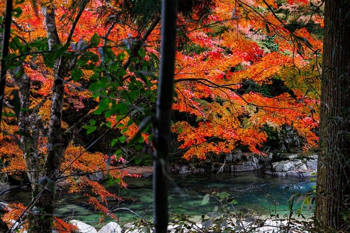 Toyota Green Life Experience Autumn Leaves, Gohei Mochi in Inabu — photo 3