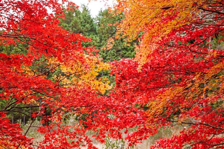 Toyota Green Life Experience Autumn Leaves, Gohei Mochi in Inabu — photo 11