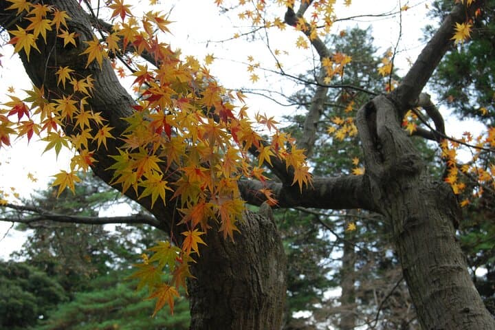 Kanazawa Half Day Private Tour, Garden, Castle, and Geisha — photo 4