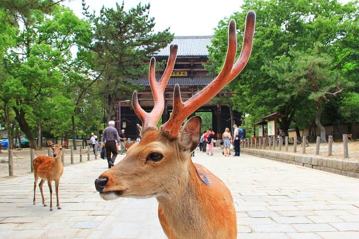 Osaka Kyoto: Nijo Castle, Nara, Arashiyama, Day Trip by Bus — photo 7