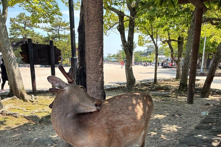 Hiroshima Customize Tour with Government Licensed Guide — photo 4