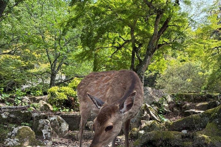Hiroshima Customize Tour with Government Licensed Guide — photo 5