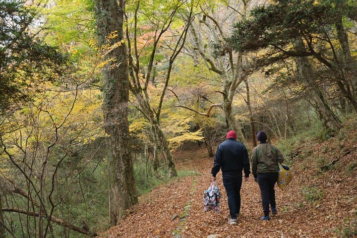 Shinrin Yoku / Forest Bathing at Hakone Lakeshore (Lake Ashi) — photo 9