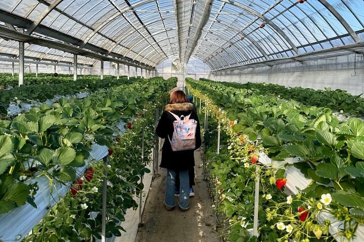 Matsushiro Samurai Town & Fruit Picking Day Tour from Nagano — photo 9