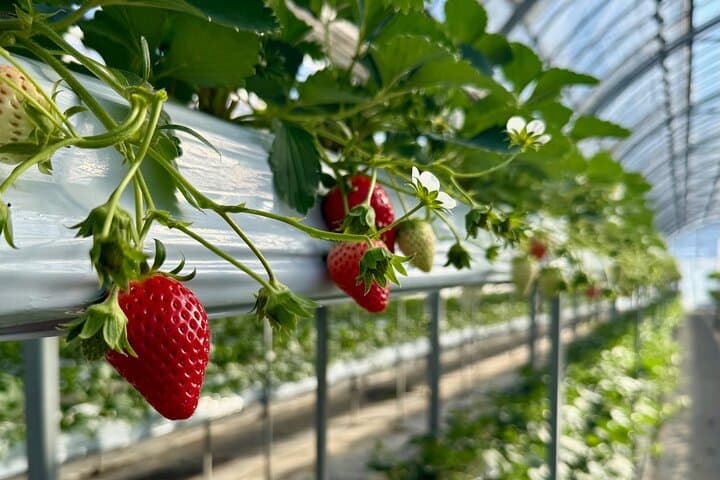 Matsushiro Samurai Town & Fruit Picking Day Tour from Nagano — photo 8