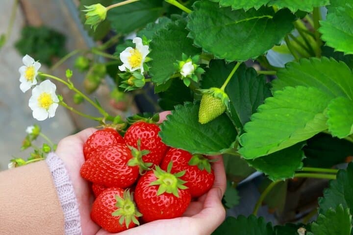 Matsushiro Samurai Town & Fruit Picking Day Tour from Nagano — photo 5