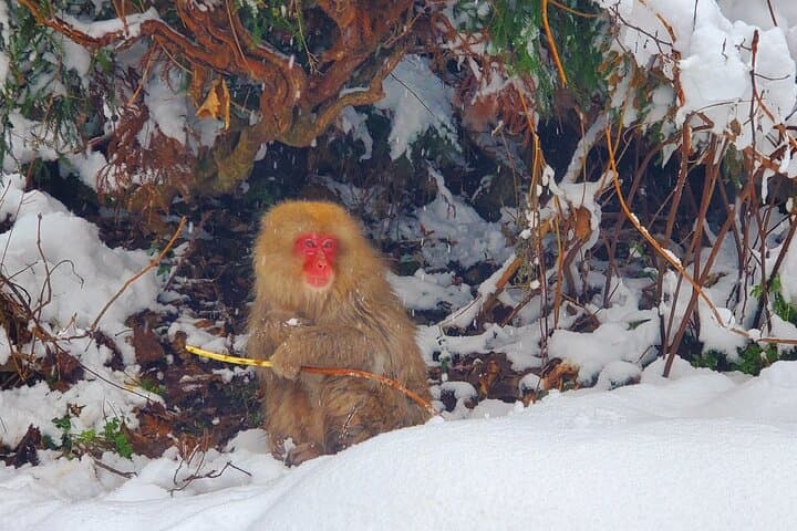 Snow Monkey Park & Zenkoji Private Tour (Customizable) — photo 7