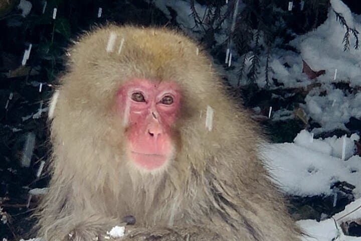 Snow Monkey Park & Zenkoji Private Tour (Customizable) — photo 8