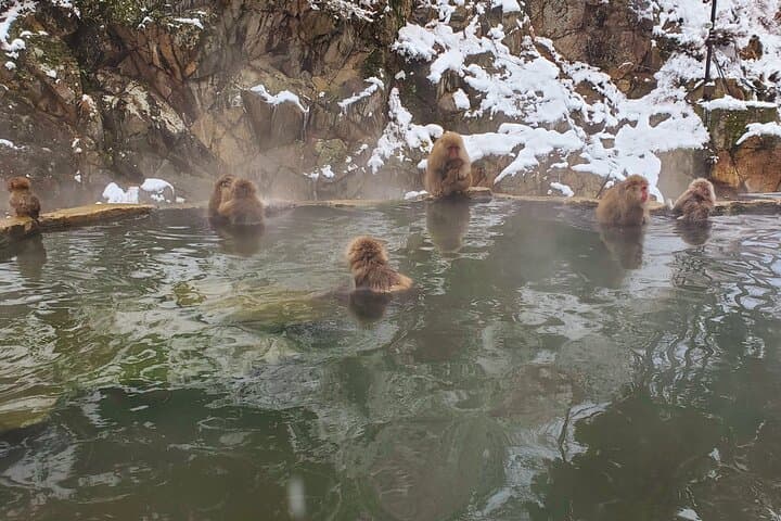 Snow Monkey Park & Zenkoji Private Tour (Customizable) — photo 9