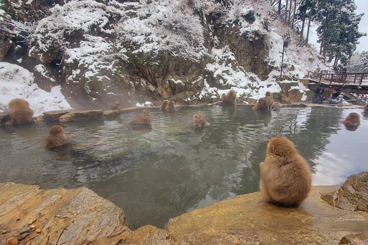 Snow Monkey Park & Zenkoji Private Tour (Customizable) — photo 10