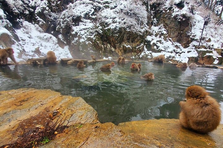 Snow Monkey Park & Zenkoji Private Tour (Customizable) — photo 11