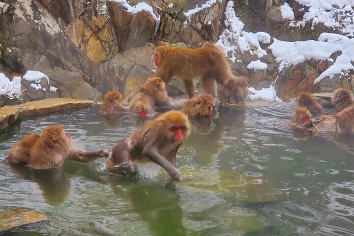 Snow Monkey Park & Zenkoji Private Tour (Customizable) — photo 13