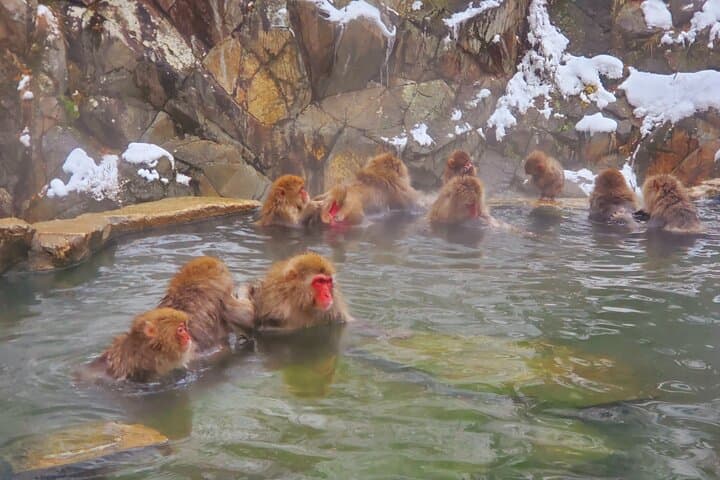 Snow Monkey Park & Zenkoji Private Tour (Customizable) — photo 14