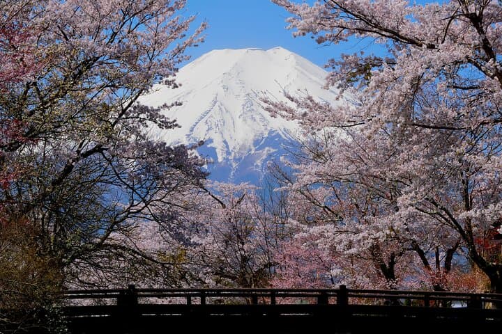 Mt. Fuji Photo Spots, Pink Moss & Cherry Blossom Tour from Tokyo — photo 5