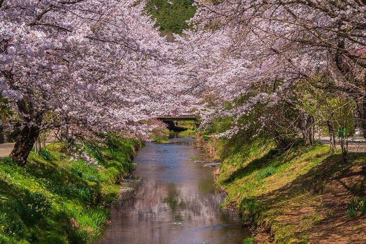 Mt. Fuji Photo Spots, Pink Moss & Cherry Blossom Tour from Tokyo — photo 11